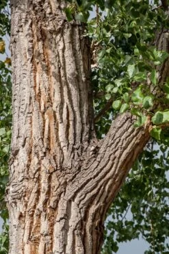 Eastern Cottonwood Tree (Populus Deltoides) - 1 Gallon Pot -Cheap Plants Store populus deltoides eastern cottonwood tree 7