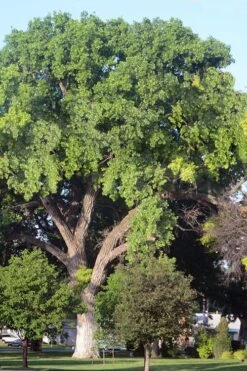 Eastern Cottonwood Tree (Populus Deltoides) - 1 Gallon Pot -Cheap Plants Store populus deltoides eastern cottonwood tree 8