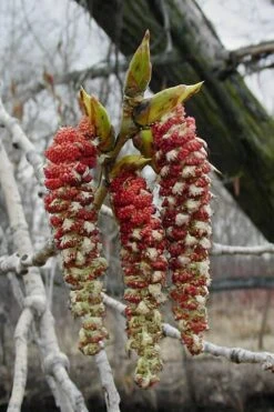 Eastern Cottonwood Tree (Populus Deltoides) - 1 Gallon Pot -Cheap Plants Store populus deltoides eastern cottonwood tree 9