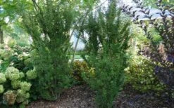 Zuzu Flowering Cherry (Prunus Incisa 'Rinpo') - 5 Gallon Pot -Cheap Plants Store prunus incisa zuzu flowering cherry 2