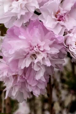 Zuzu Flowering Cherry (Prunus Incisa 'Rinpo') - 5 Gallon Pot -Cheap Plants Store prunus incisa zuzu flowering cherry 4
