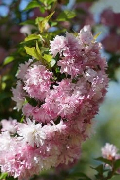 Zuzu Flowering Cherry (Prunus Incisa 'Rinpo') - 5 Gallon Pot -Cheap Plants Store prunus incisa zuzu flowering cherry 5