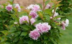 Zuzu Flowering Cherry (Prunus Incisa 'Rinpo') - 5 Gallon Pot -Cheap Plants Store prunus incisa zuzu flowering cherry 6