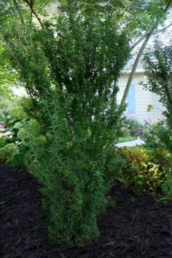 Zuzu Flowering Cherry (Prunus Incisa 'Rinpo') - 5 Gallon Pot -Cheap Plants Store prunus incisa zuzu flowering cherry 7