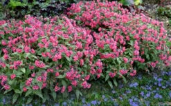 Shrimps On The Barbie Pulmonaria (Bethlehem Sage) - 6 Pack Of 1 Gallon Pots -Cheap Plants Store pulmonaria shrimps on the barbie lungwort 7 1