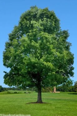 White Oak Tree (Quercus Alba) - 3 Pack Of 1.5 Quart Pots -Cheap Plants Store quercus alba white oak tree 1
