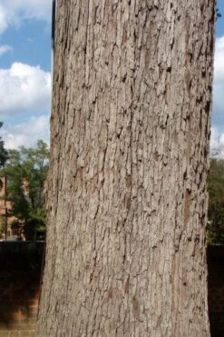 White Oak Tree (Quercus Alba) - 3 Pack Of 1.5 Quart Pots -Cheap Plants Store quercus alba white oak tree 10