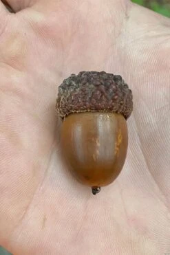 White Oak Tree (Quercus Alba) - 3 Pack Of 1.5 Quart Pots -Cheap Plants Store quercus alba white oak tree 12