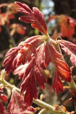 White Oak Tree (Quercus Alba) - 3 Pack Of 1.5 Quart Pots -Cheap Plants Store quercus alba white oak tree 15