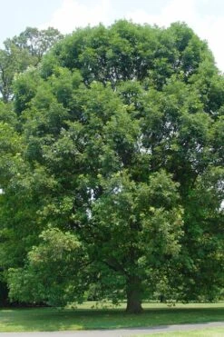 White Oak Tree (Quercus Alba) - 3 Pack Of 1.5 Quart Pots -Cheap Plants Store quercus alba white oak tree 16