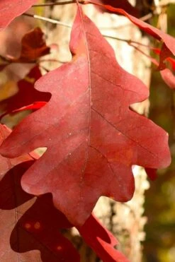 White Oak Tree (Quercus Alba) - 3 Pack Of 1.5 Quart Pots -Cheap Plants Store quercus alba white oak tree 8