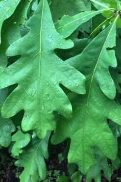 White Oak Tree (Quercus Alba) - 3 Pack Of 1.5 Quart Pots -Cheap Plants Store quercus alba white oak tree 9