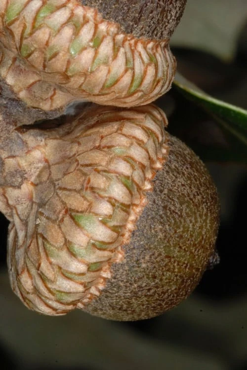 Southern Red Oak Tree (Quercus Falcata) - 1 Gallon Pot 10 Southern Red Oak Tree (Quercus Falcata) - 1 Gallon Pot - Image 8