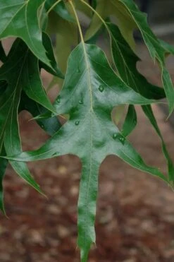 American Elm Tree (Ulmus Americana) - 3 Gallon Pot 17 American Elm Tree (Ulmus Americana) - 3 Gallon Pot -Cheap Plants Store quercus falcata southern red oak 2 3