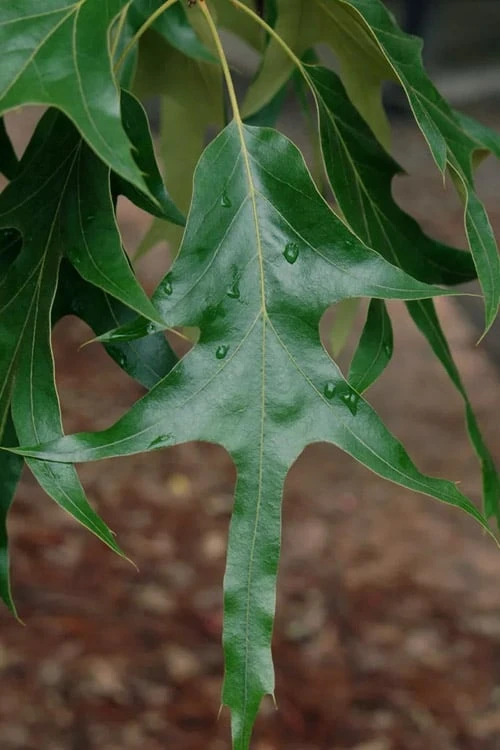 American Elm Tree (Ulmus Americana) - 3 Gallon Pot 8 American Elm Tree (Ulmus Americana) - 3 Gallon Pot - Image 6