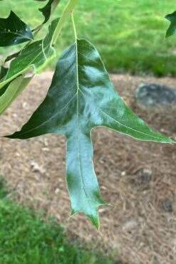 American Elm Tree (Ulmus Americana) - 3 Gallon Pot 16 American Elm Tree (Ulmus Americana) - 3 Gallon Pot -Cheap Plants Store quercus falcata southern red oak 3 1