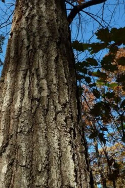 Southern Red Oak Tree (Quercus Falcata) - 1 Gallon Pot 20 Southern Red Oak Tree (Quercus Falcata) - 1 Gallon Pot -Cheap Plants Store quercus falcata southern red oak 4