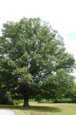 Southern Red Oak Tree (Quercus Falcata) - 1 Gallon Pot 15 Southern Red Oak Tree (Quercus Falcata) - 1 Gallon Pot -Cheap Plants Store quercus falcata southern red oak 5