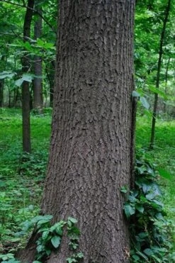 Southern Red Oak Tree (Quercus Falcata) - 1 Gallon Pot 21 Southern Red Oak Tree (Quercus Falcata) - 1 Gallon Pot -Cheap Plants Store quercus falcata southern red oak 6