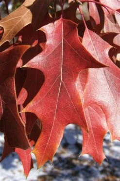 American Elm Tree (Ulmus Americana) - 3 Gallon Pot 18 American Elm Tree (Ulmus Americana) - 3 Gallon Pot -Cheap Plants Store quercus falcata southern red oak 7 1