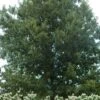 Cherrybark Oak Tree (Quercus Pagoda) - 3 Gallon Pot -Cheap Plants Store quercus pagoda cherrybark oak 15