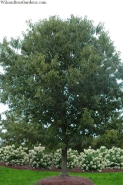 Cherrybark Oak Tree (Quercus Pagoda) - 3 Gallon Pot