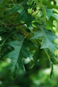 Cherrybark Oak Tree (Quercus Pagoda) - 3 Gallon Pot -Cheap Plants Store quercus pagoda cherrybark oak 2