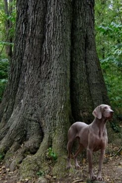 Cherrybark Oak Tree (Quercus Pagoda) - 3 Gallon Pot -Cheap Plants Store quercus pagoda cherrybark oak 5