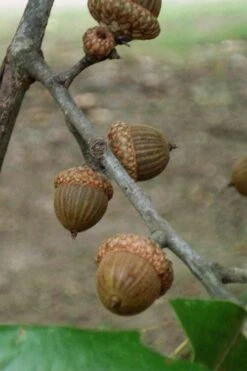 Cherrybark Oak Tree (Quercus Pagoda) - 3 Gallon Pot -Cheap Plants Store quercus pagoda cherrybark oak 7