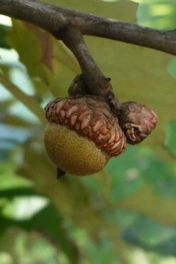 Cherrybark Oak Tree (Quercus Pagoda) - 3 Gallon Pot -Cheap Plants Store quercus pagoda cherrybark oak 9