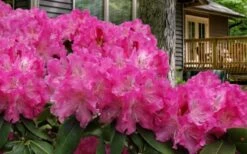 Holden Rhododendron - 1 Gallon Pot 12 Holden Rhododendron - 1 Gallon Pot -Cheap Plants Store rhododendron holden 10
