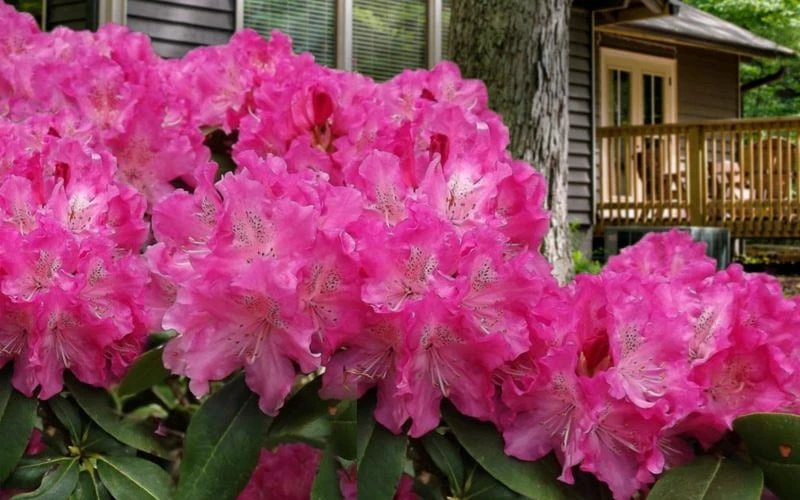 Holden Rhododendron - 1 Gallon Pot 7 Holden Rhododendron - 1 Gallon Pot - Image 5