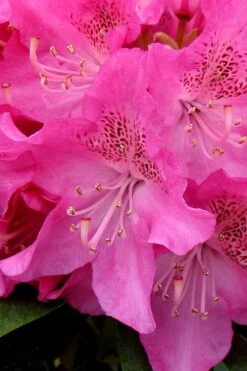 Holden Rhododendron - 1 Gallon Pot 11 Holden Rhododendron - 1 Gallon Pot -Cheap Plants Store rhododendron holden 11