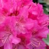 Holden Rhododendron - 1 Gallon Pot