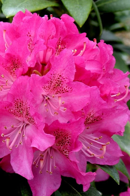 Holden Rhododendron - 1 Gallon Pot 3 Holden Rhododendron - 1 Gallon Pot