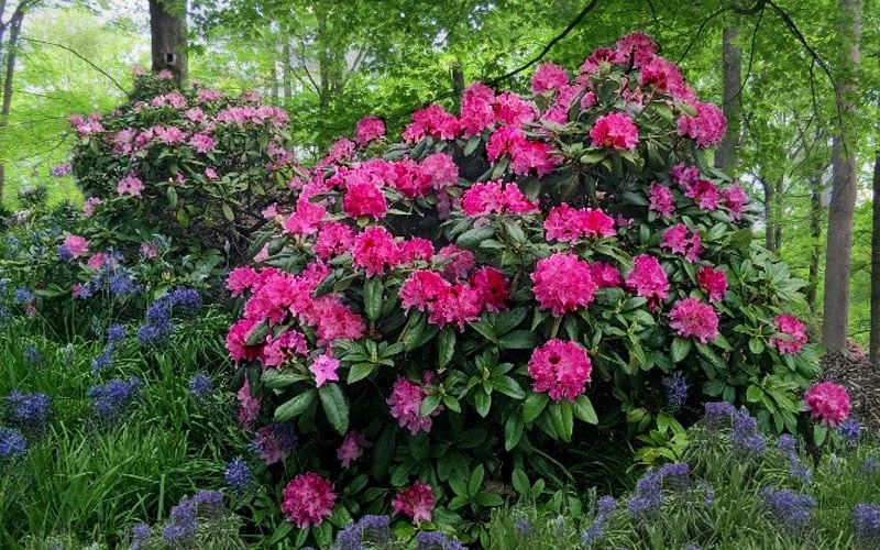 Holden Rhododendron - 1 Gallon Pot 8 Holden Rhododendron - 1 Gallon Pot - Image 6