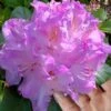 Minnetonka Rhododendron - 2 Gallon Pot -Cheap Plants Store rhododendron minnetonka 3