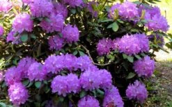 Minnetonka Rhododendron - 2 Gallon Pot -Cheap Plants Store rhododendron minnetonka 6