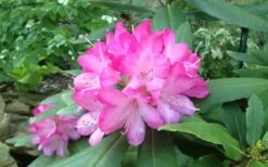 Southgate 'Radiance' Rhododendron - 3 Gallon Pot -Cheap Plants Store rhododendron southgate radiance