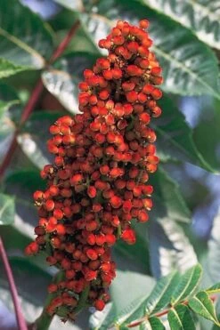 Smooth Sumac (Rhus Glabra) - 3 Gallon Pot -Cheap Plants Store rhus glabra smooth sumac 1