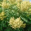 Smooth Sumac (Rhus Glabra) - 3 Gallon Pot -Cheap Plants Store rhus glabra smooth sumac 12