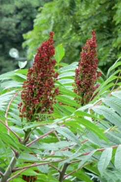 Smooth Sumac (Rhus Glabra) - 3 Gallon Pot -Cheap Plants Store rhus glabra smooth sumac 2