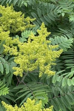 Smooth Sumac (Rhus Glabra) - 3 Gallon Pot -Cheap Plants Store rhus glabra smooth sumac 4