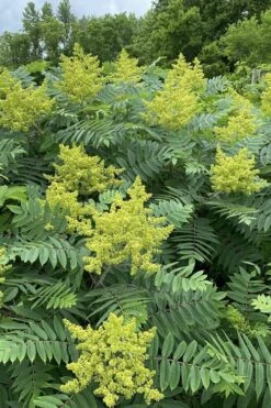 Smooth Sumac (Rhus Glabra) - 3 Gallon Pot -Cheap Plants Store rhus glabra smooth sumac 7