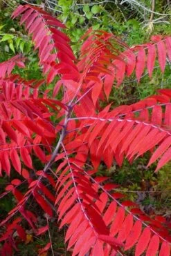 Smooth Sumac (Rhus Glabra) - 3 Gallon Pot -Cheap Plants Store rhus glabra smooth sumac 8
