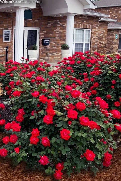Red Double Knock Out Rose - 3 Gallon Pot 3 Red Double Knock Out Rose - 3 Gallon Pot