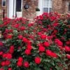 Red Double Knock Out Rose - 2 Gallon Pot -Cheap Plants Store rosa double red knock out rose 107