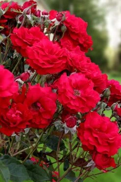 Oh My! Floribunda Tree Rose - 7 Gallon Pot -Cheap Plants Store rosa oh my floribunda rose 2