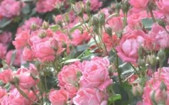 The Georgia Peach Shrub Rose - 1 Gallon Pot -Cheap Plants Store rose georgia peach 11