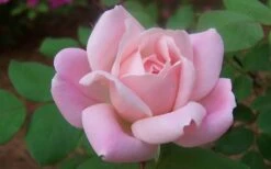 The Georgia Peach Shrub Rose - 1 Gallon Pot -Cheap Plants Store rose georgia peach shrub